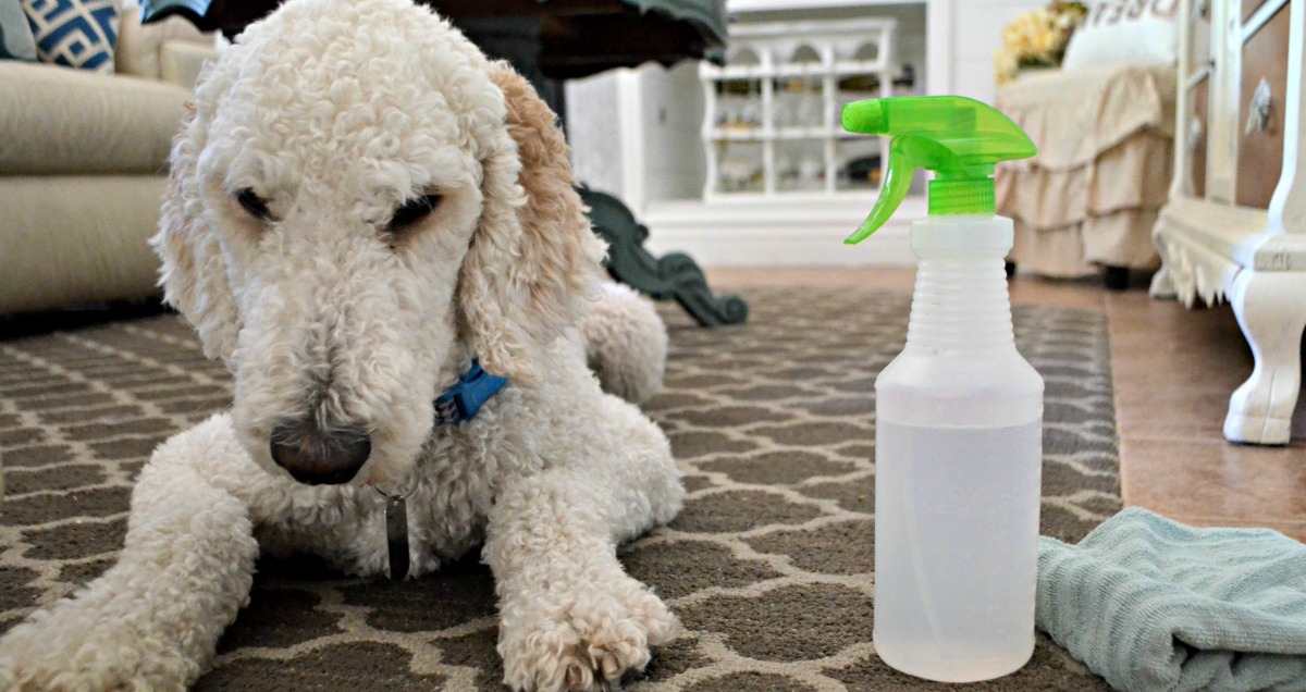 a dog laying next to a bottle of vinegar cleaning solution on carpet