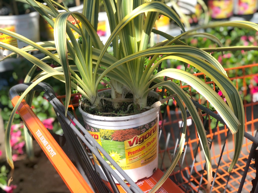 The Home Depot Shrubs