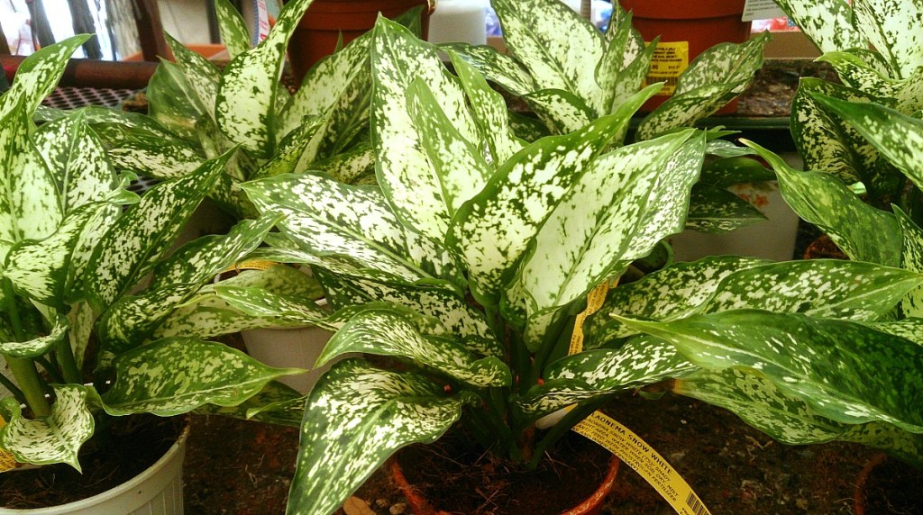 low maintenance houseplants — aglaonema also known as chinese evergreen plant