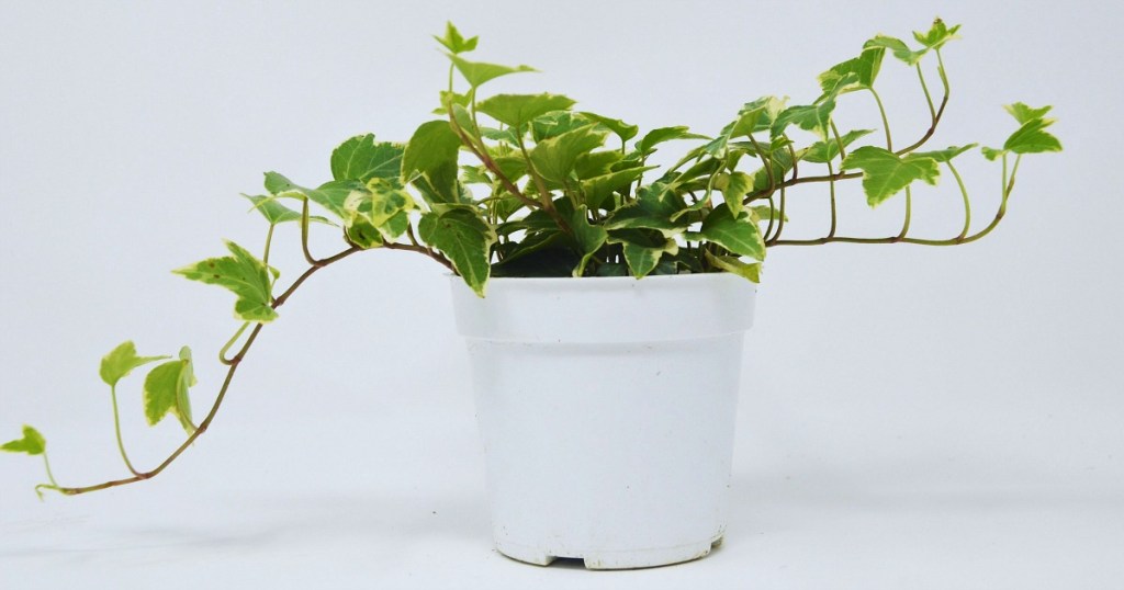 low maintenance plants — english ivy plant from etsy