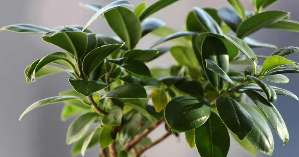 low maintenance houseplants – ficus tree