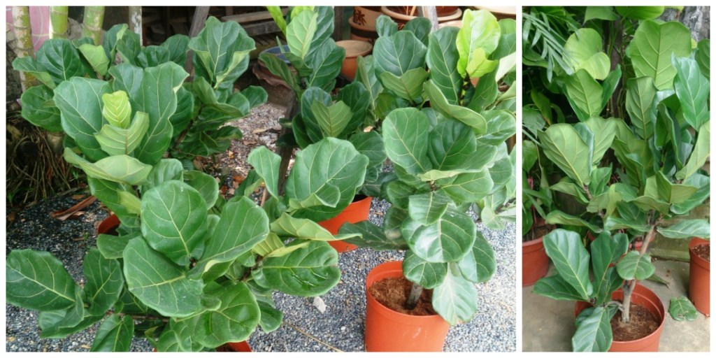 low maintenance houseplants — fiddle leaf fig tree