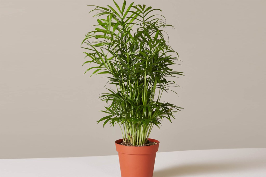 low maintenance houseplants — parlor palm plant