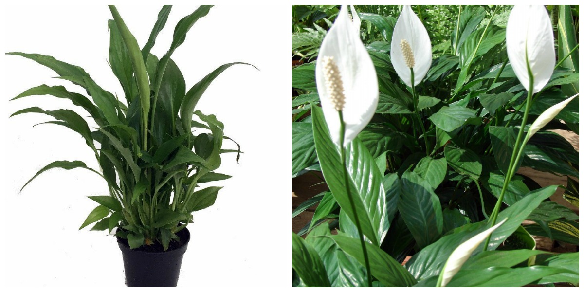 low maintenance houseplants — peace lily plant and bush