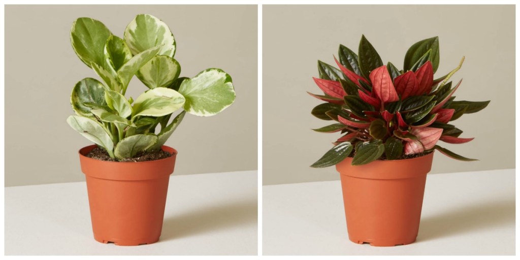 low maintenance houseplants — various colored peperomia plants