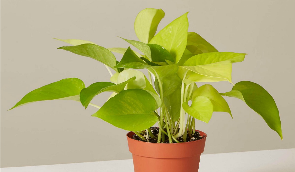 low maintenance houseplants — pothos neon plant from the sill