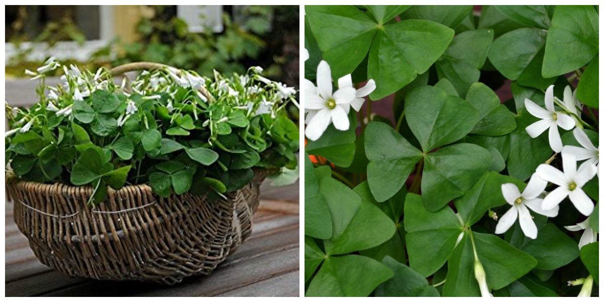 low maintenance houseplants — shamrock good luck plant with small white flowers