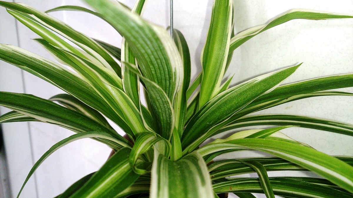 low maintenance houseplants — spider plant