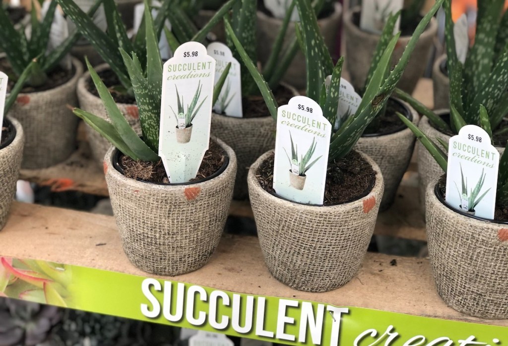 potted succulents in soil on a wood shelf