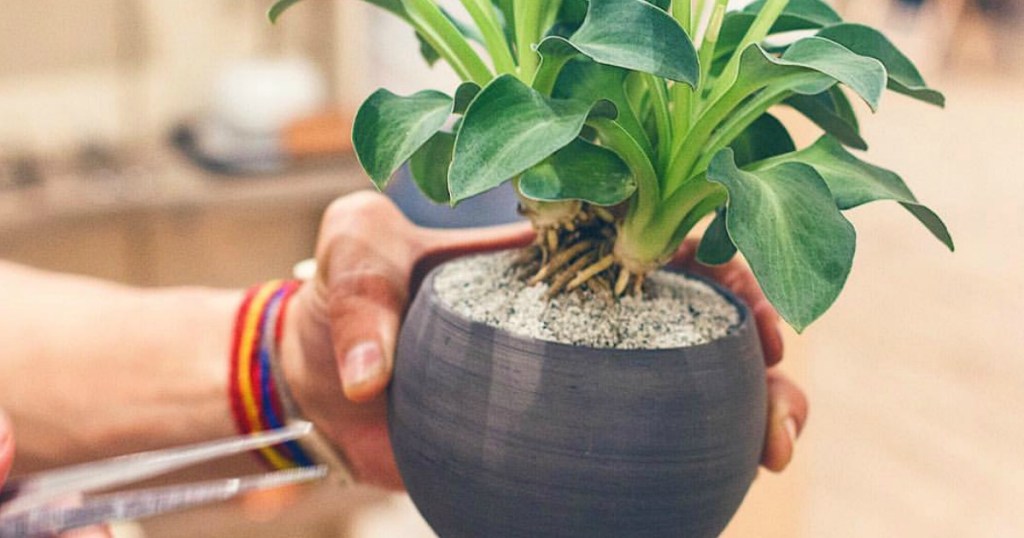 holding unique potted plant