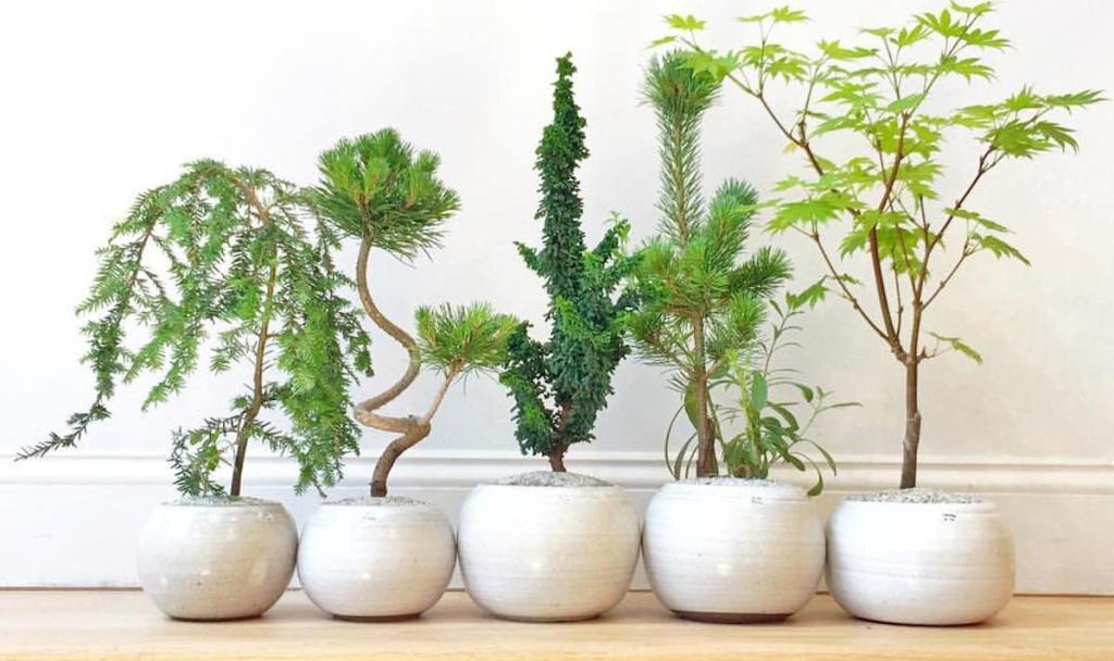 a row of modern green house plants in white planters on wood floor