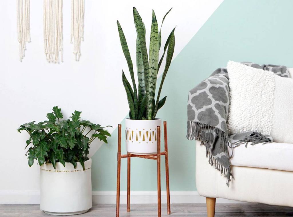 boho inspired modern planted greenery in white planters on floor next to couch