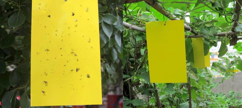 fruit fly trap diy yellow sticky pieces of paper with gnats tuck on them with green plants in background