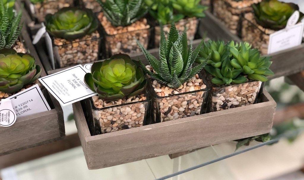 three mini succulents in rocks in glass vases in wood crate