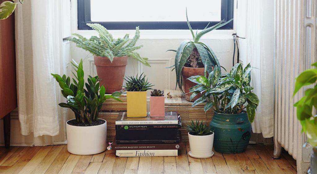 various house plants on piles of magazines in front of window 