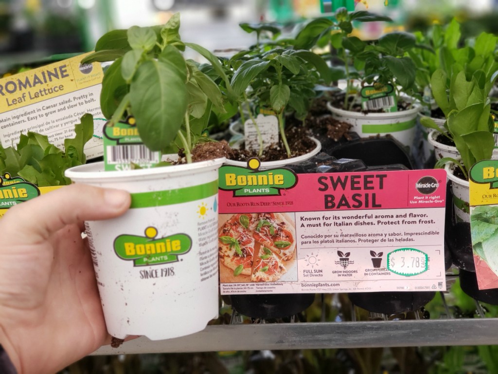 Bonnie plants at Lowe's