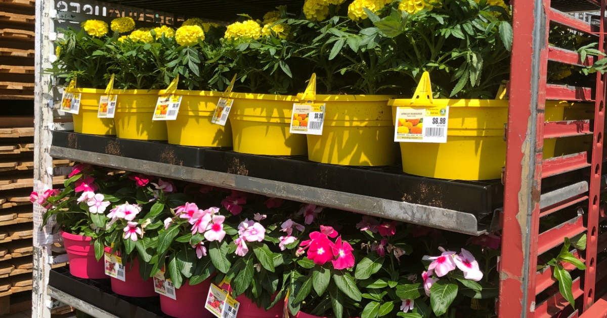 Flowers at Lowe's 