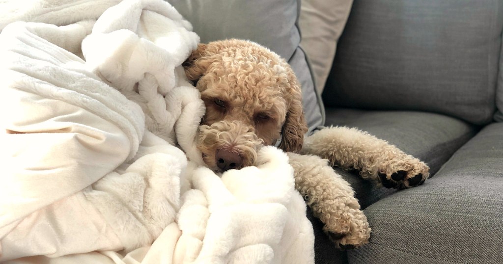 Project 62 Texture Faux Fur Throw Blanket