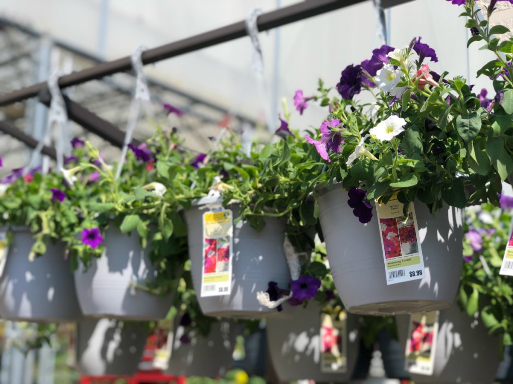 hanging flower baskets