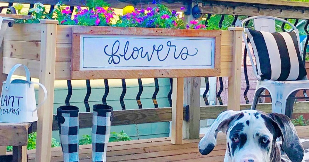 flower box on deck with dog