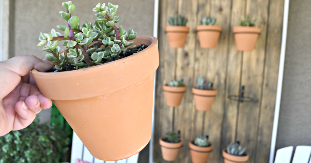 holding a potted succulent from a wall of hanging pots 