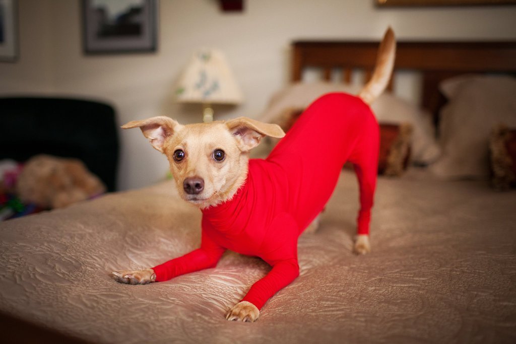 shed defender red leotard on small dog