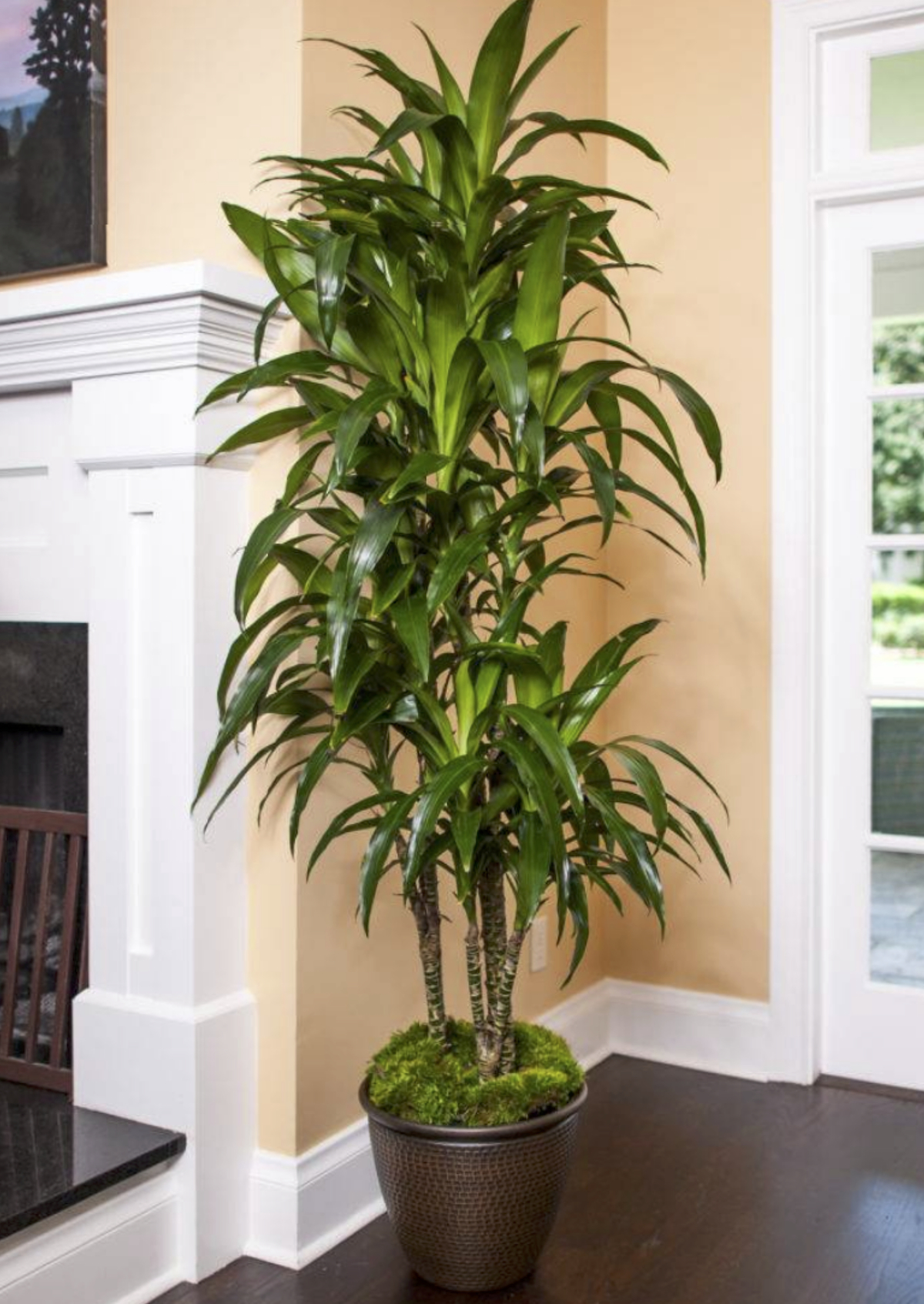 tall green leaf Lisa Cane Dracaena tree standing next to fireplace 