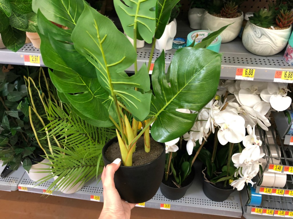Mainstays Potted Monstera