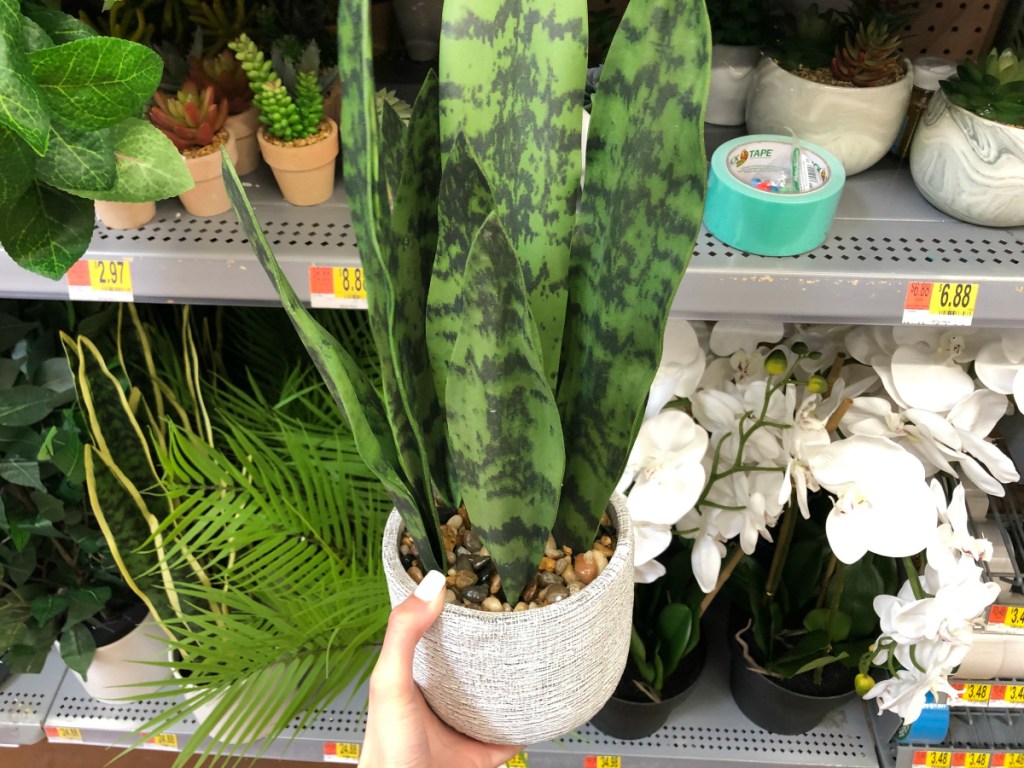 Mainstays Snake Plant in Pot