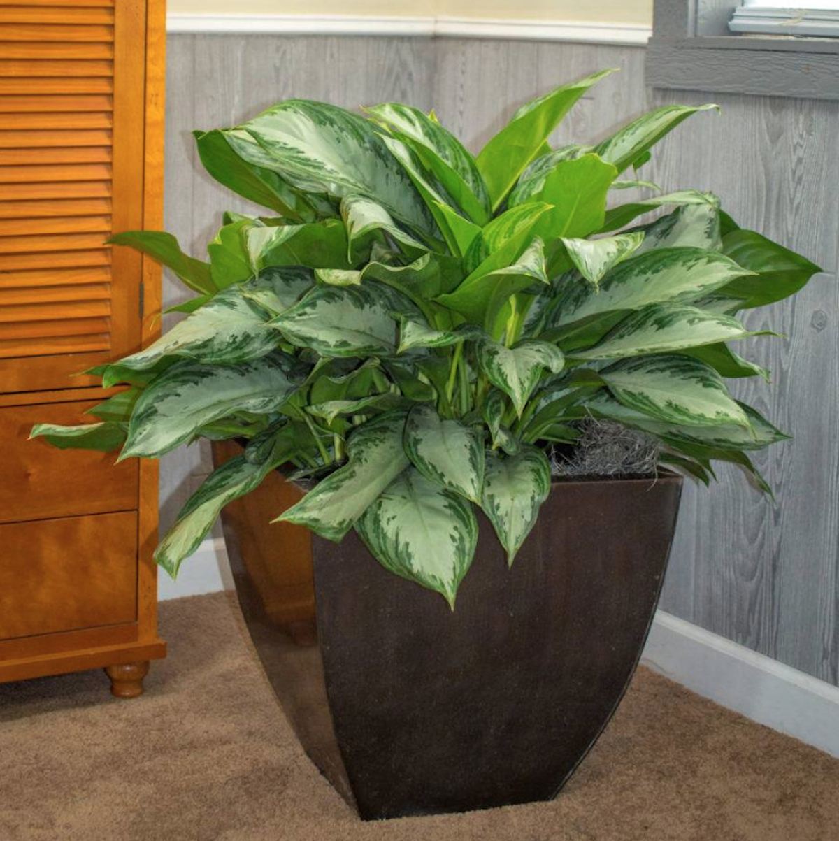 Aglaonema in brown planter in corner of room