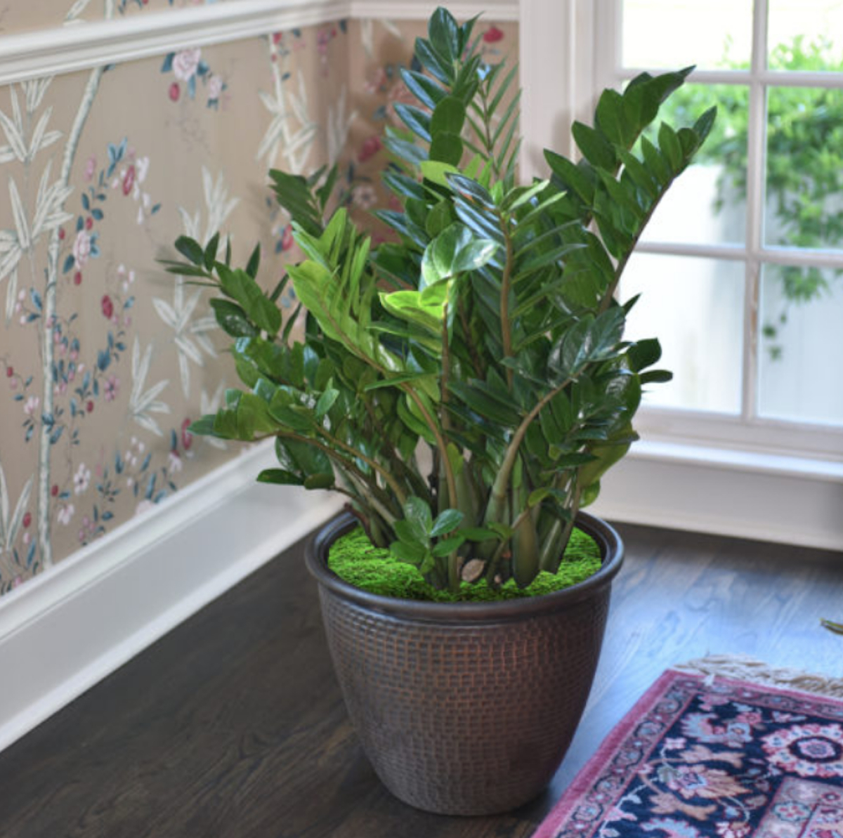 ZZ green leaf plant sitting on wood floor by window