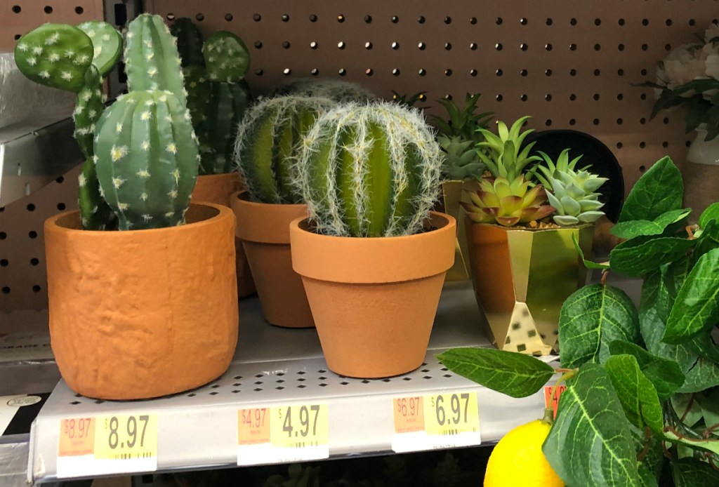 cactus plants at Walmart