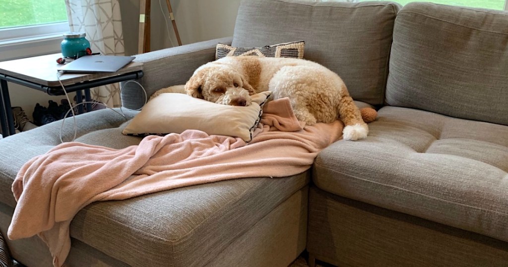 dog sitting on couch with blanket 