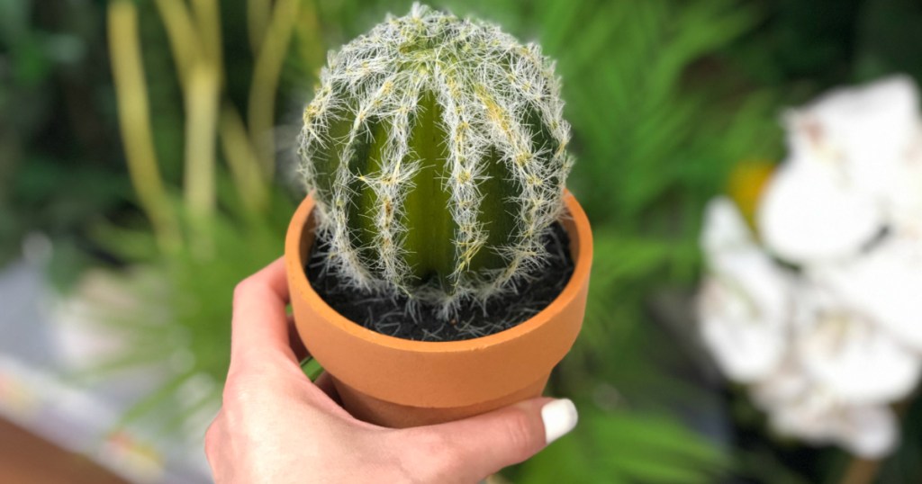 hand holding potted succulent plant