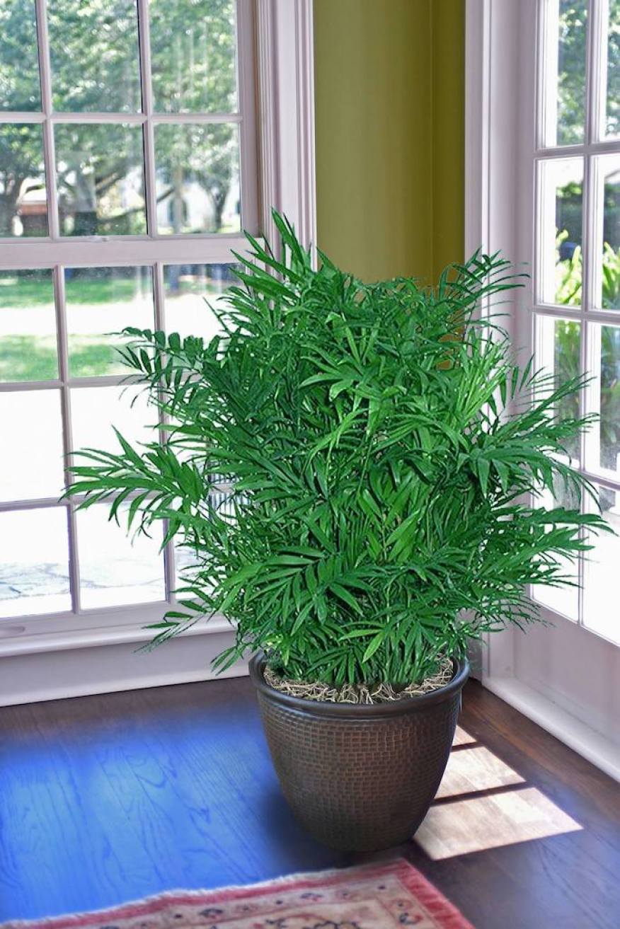 potted palm tree plant 