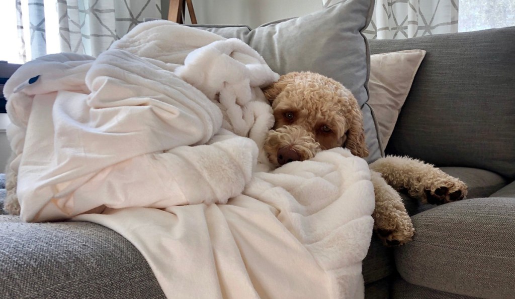 project 62 blanket with Yoli dog on couch
