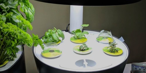 Get $75 Off This Best-Selling AeroGarden | Grow Fresh Herbs in Your Kitchen