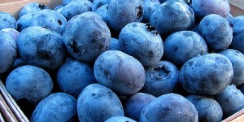 Publix: FREE Pint of Blueberries!!