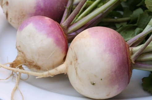 turnip