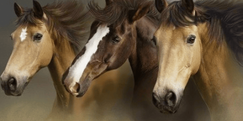 Hip2Save Exclusive: Qualify to Take Survey (New Link) = Free BioShield Products for Horses
