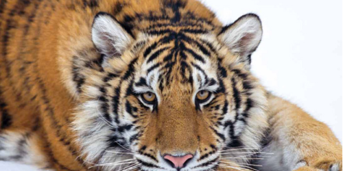 FREE 2014 World Wildlife Fund Calendar