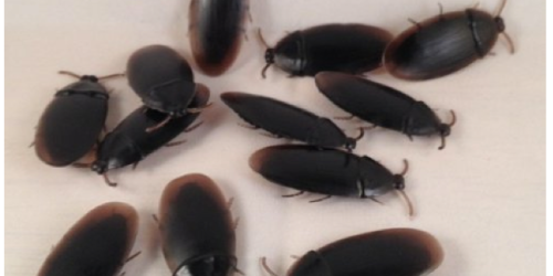 12 Fake Cockroach Bugs Only $0.91 + FREE Shipping (Great for Halloween!)