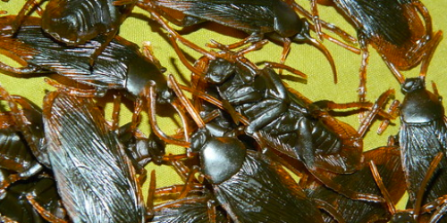 12 Fake Cockroach Bugs Only $0.81 + FREE Shipping (+ One Reader Shares Her Fake Cockroach Story!)