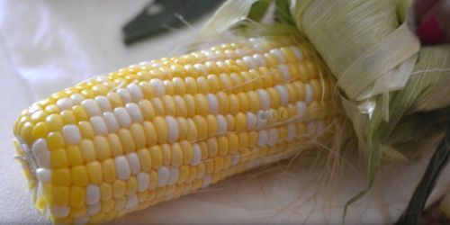 Corn on the Cob: How to Shuck & Cook in Under 5 Minutes