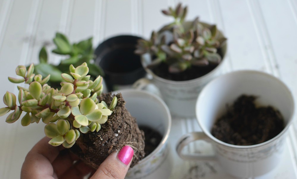 putting succulent plants in teacups