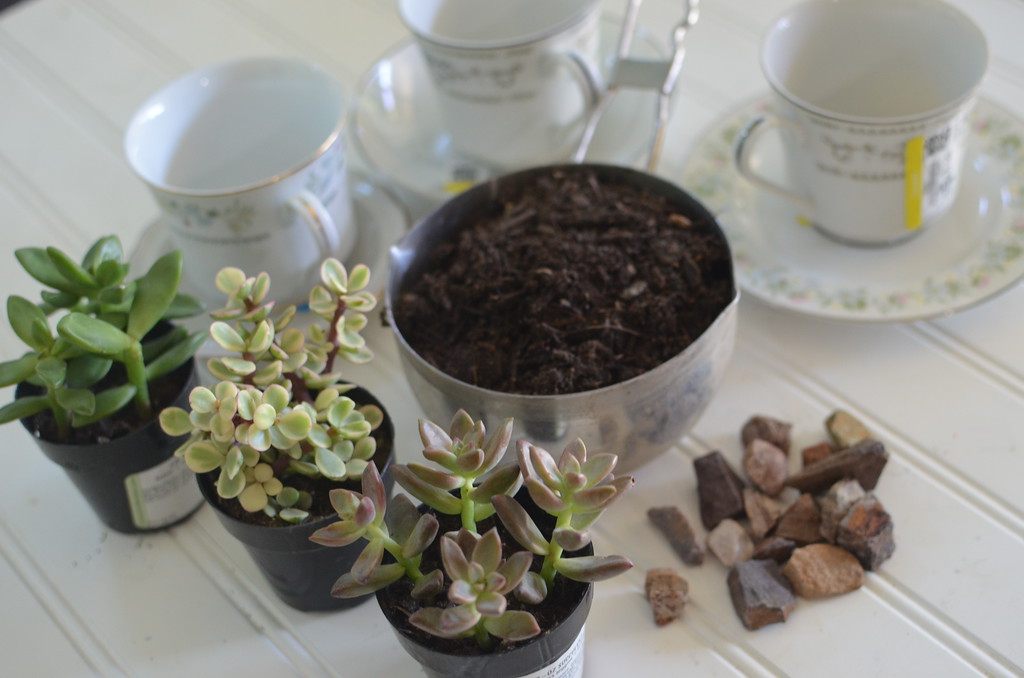 succulent tea cups mother's day diy 