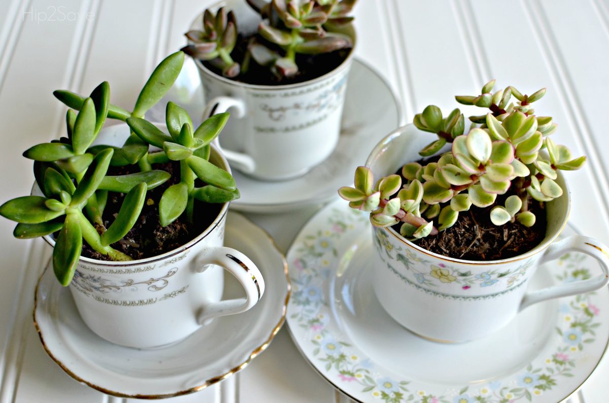 Succulents in tea cups Hip2Save