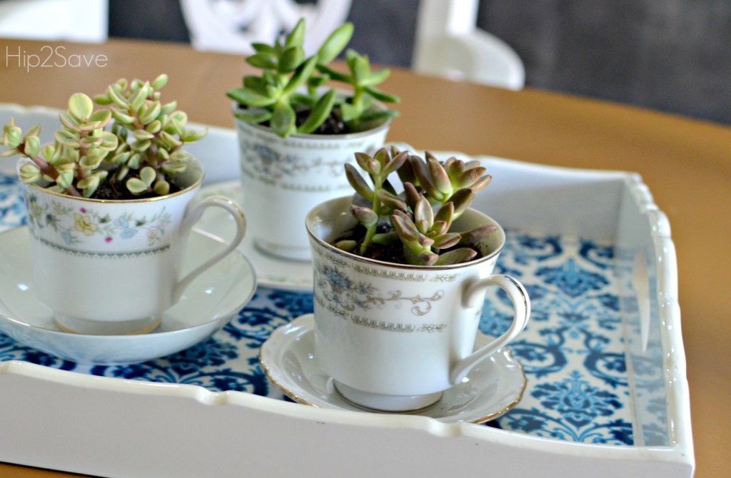 succulent diy