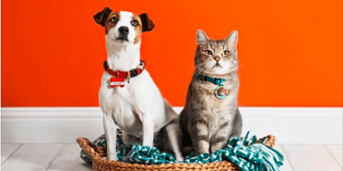 Shutterfly: FREE Luggage Tag or Pet Tag (Just Pay Shipping) + One Reader’s Creative Idea
