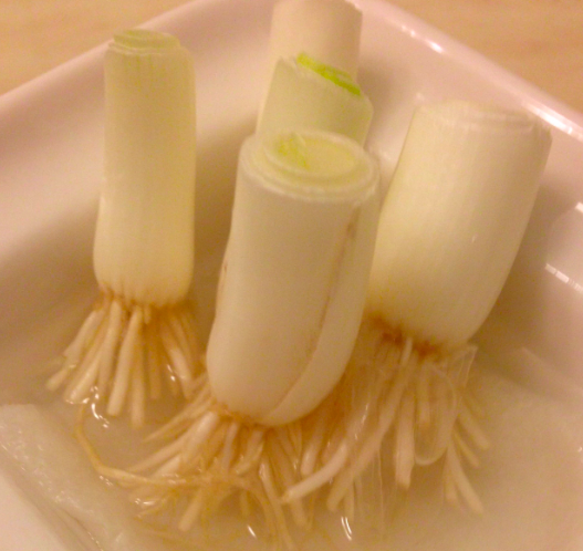 Growing Green Onions